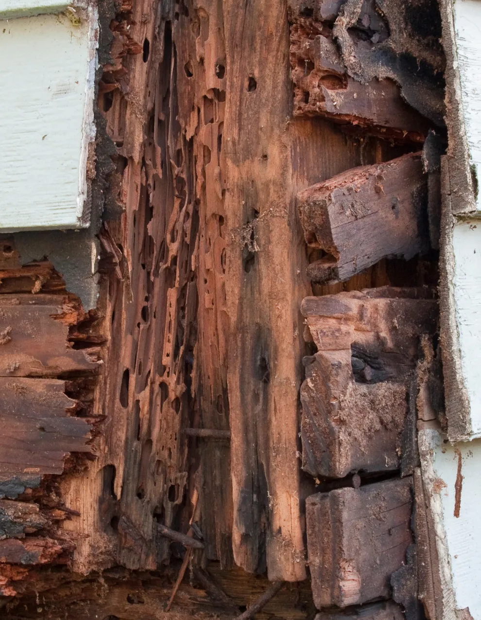 Wood siding on a house, eaten through by termites.